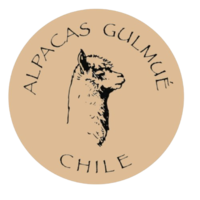 alpacas