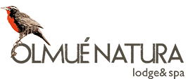 Olmue natura